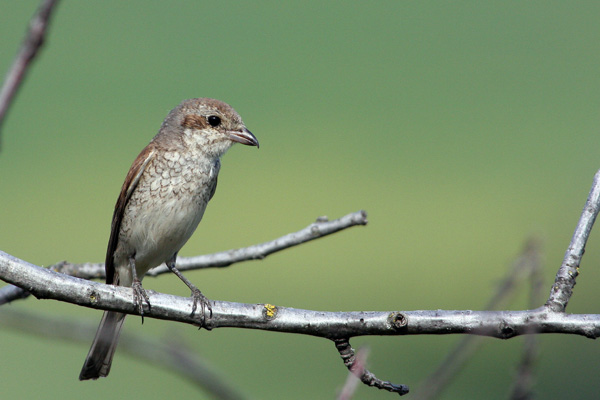 Averla piccola ambientata